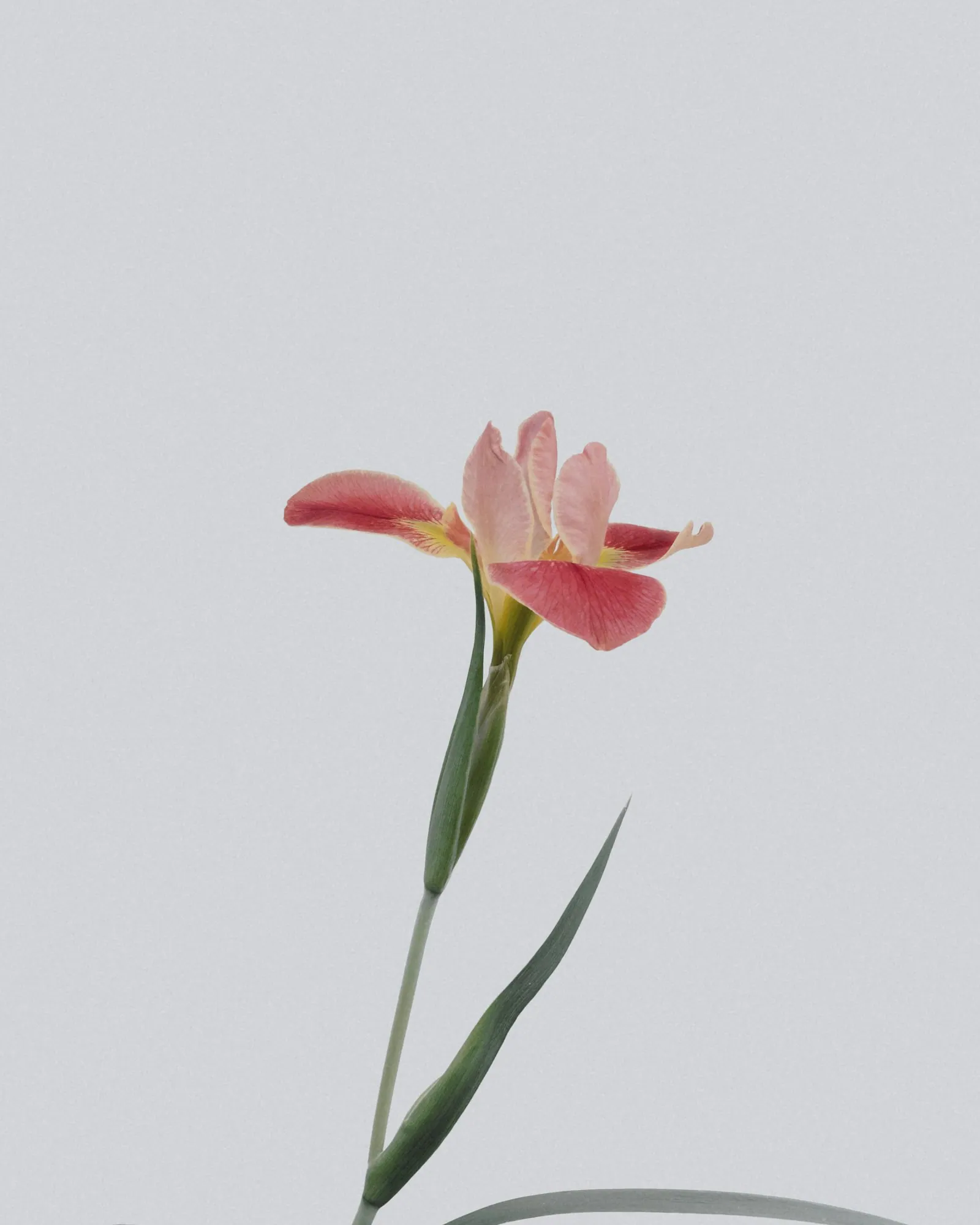 Lush floral background